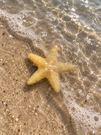 Golden Starfish Hair Clip ⭐️🌊